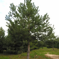 Miniature Pinus sylvestris