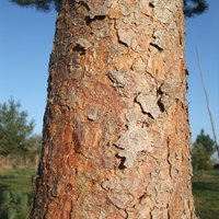 Miniature Pinus sylvestris 'Drath'