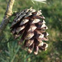 Miniature Pinus sylvestris 'Drath'