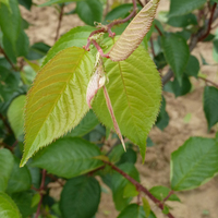 Miniature Prunus 'Accolade'