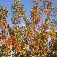 Miniature Prunus armeniaca