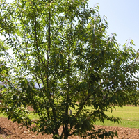 Miniature Prunus avium 'Plena'