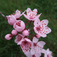Miniature Prunus cerasifera 'Nigra'