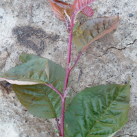 Miniature Prunus sargentii
