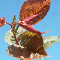 Miniature Prunus sargentii