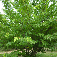Miniature Prunus serrulata 'Fugenzo'