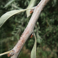 Miniature Pyrus salicifolia 'Pendula'