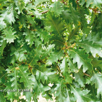 Miniature Quercus cerris
