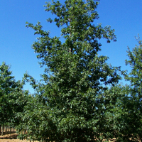 Miniature Quercus cerris