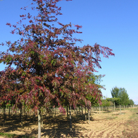 Miniature Quercus coccinea
