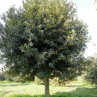 Miniature Quercus ilex