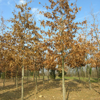 Miniature Quercus imbricaria