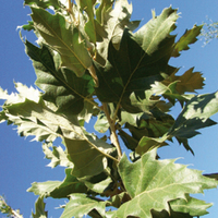 Miniature Quercus ithaburensis subsp. macrolepis