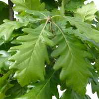 Miniature Quercus macranthera