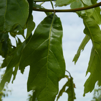Miniature Quercus macrocarpa
