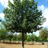 Miniature Quercus petraea
