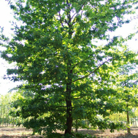 Miniature Quercus robur