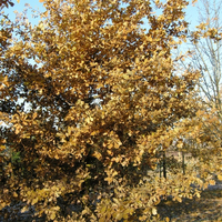 Miniature Quercus robur