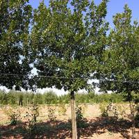 Miniature Quercus x hispanica 'Wageningen'
