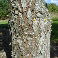 Miniature Salix caprea 'Weeping Sally'