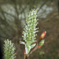 Miniature Salix cinerea