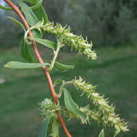 Miniature Salix x pendulina 'Erythroflexuosa'