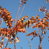 Miniature Sorbus aucuparia