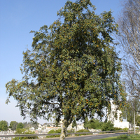 Miniature Sorbus aucuparia