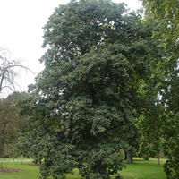 Miniature Sorbus intermedia