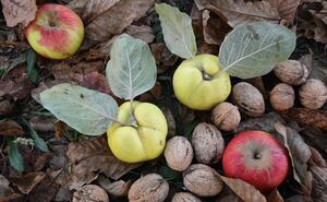 Photo Fruitiers : les basiques